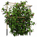 Rankgitter aus Metall zum Stecken rostfrei Rankhilfe Gurken Spalier 119 x 34 x 139 cm für Himbeeren, Brombeeren Natur